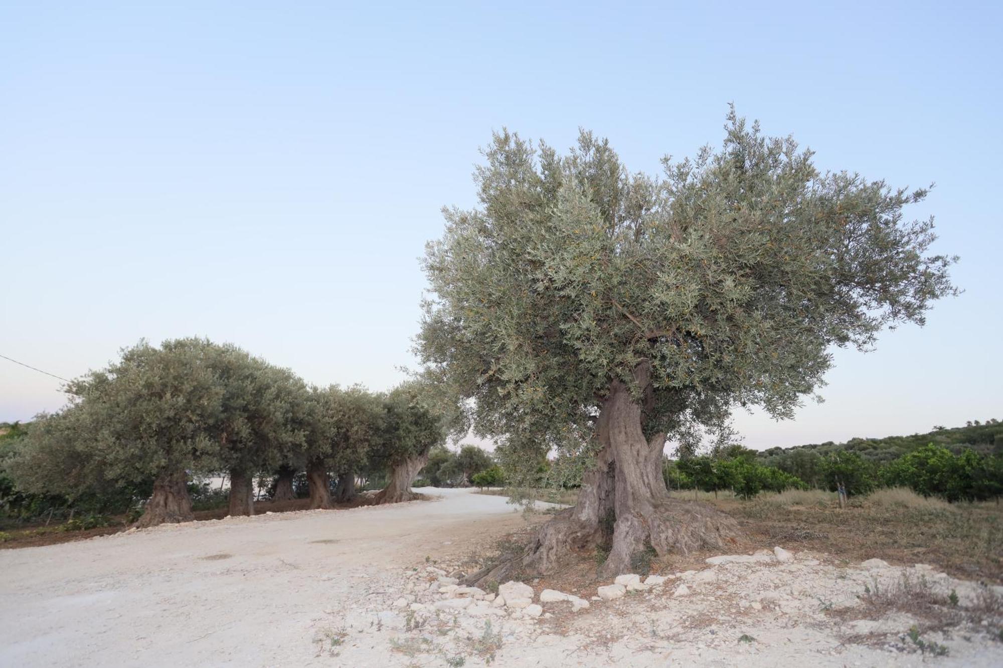 Relais Dea Degli Ulivi Otel Agrigento Dış mekan fotoğraf