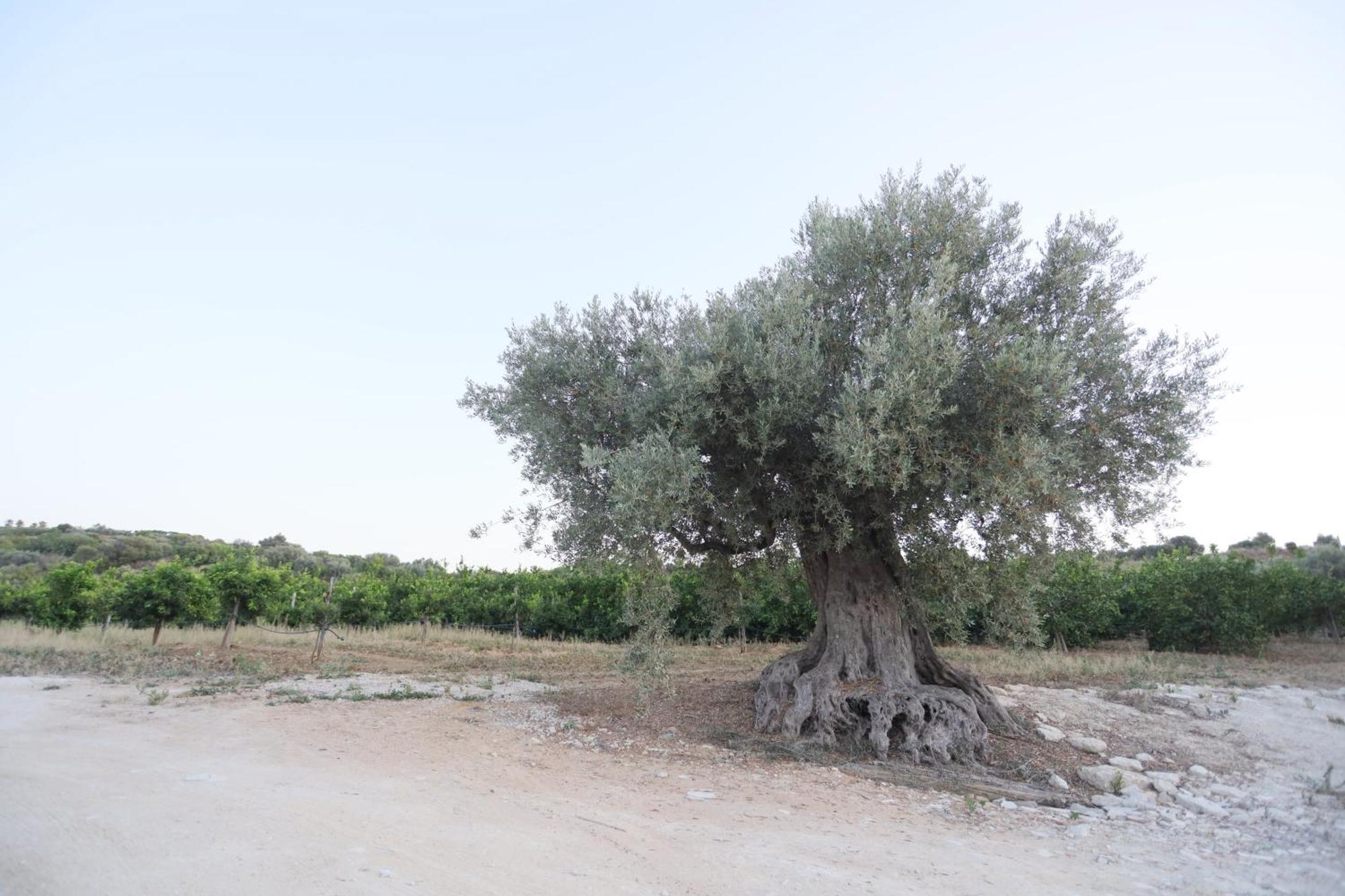 Relais Dea Degli Ulivi Otel Agrigento Dış mekan fotoğraf