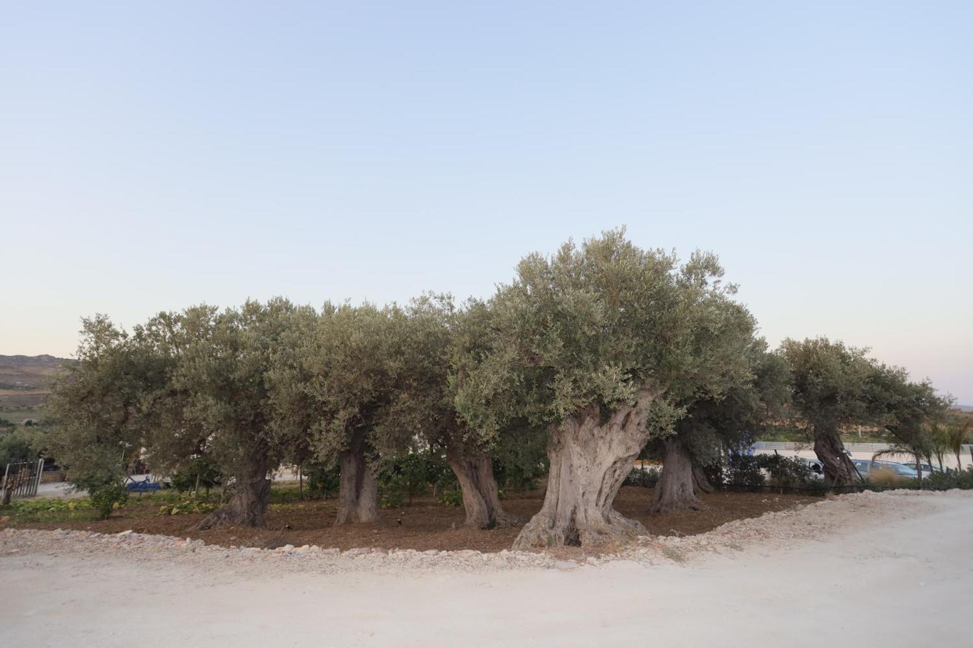 Relais Dea Degli Ulivi Otel Agrigento Dış mekan fotoğraf